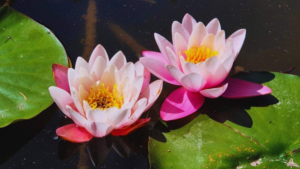 Two water lilies symbolizing different recovery paths in Vivitrol vs Suboxone treatment.