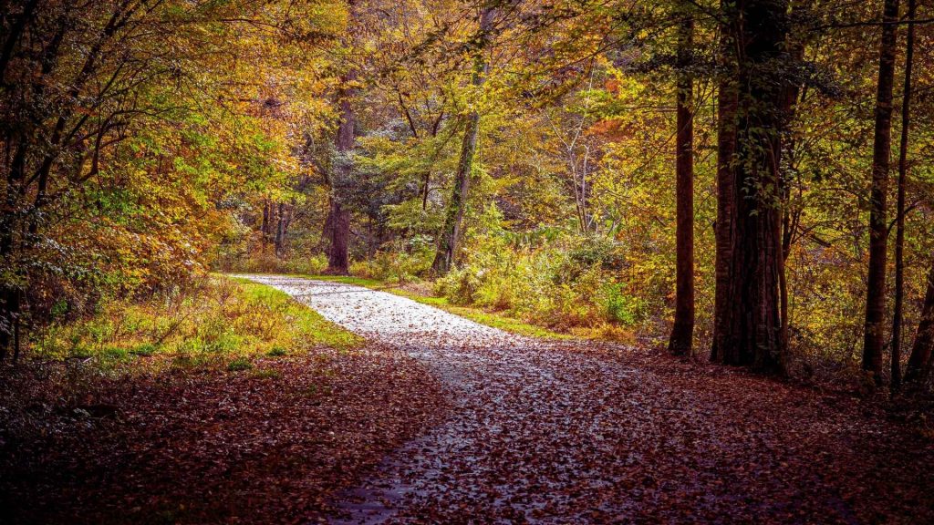 A quiet path symbolizing the recovery journey from alcoholism