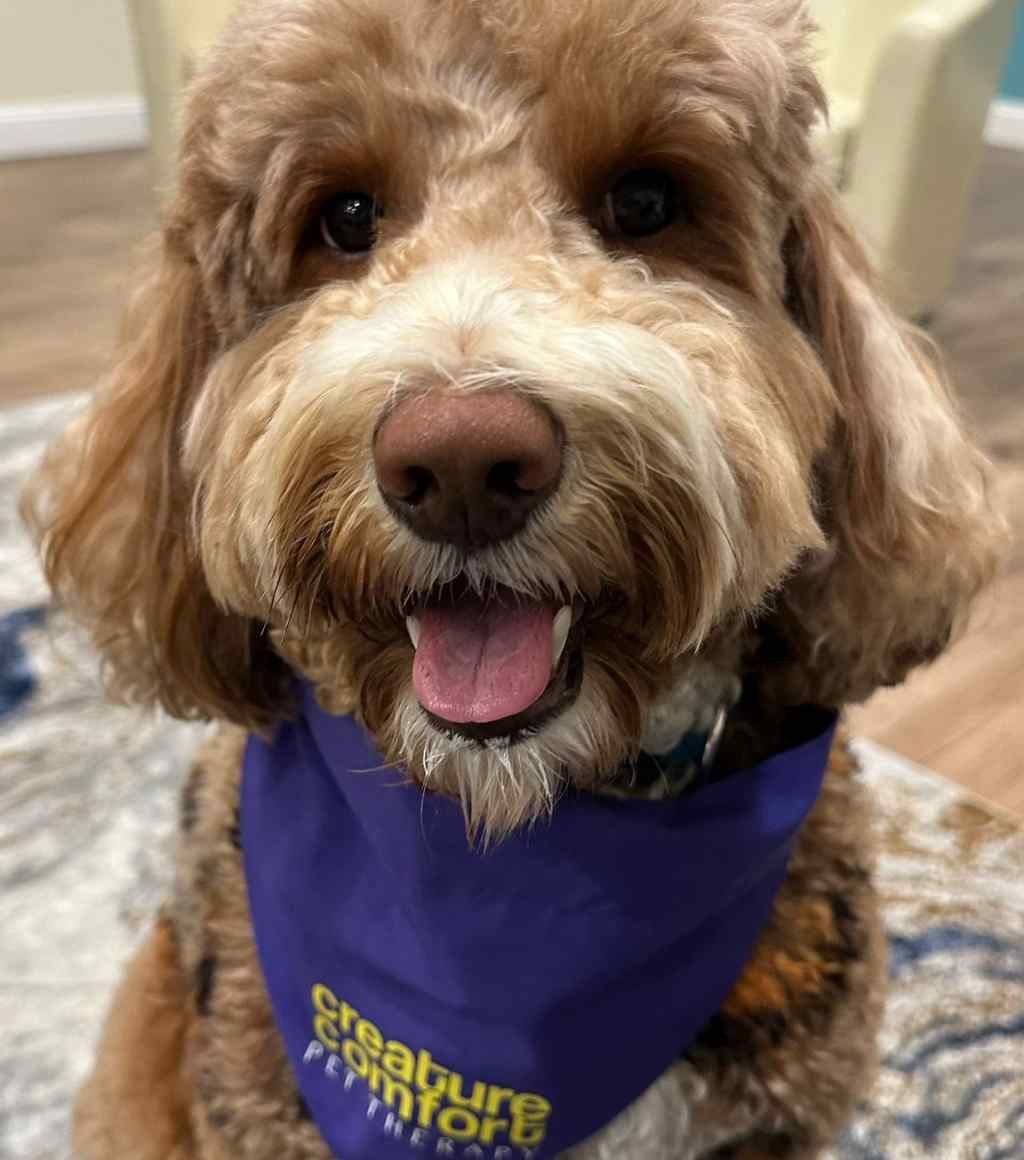 Westley Support Dog New Chapter